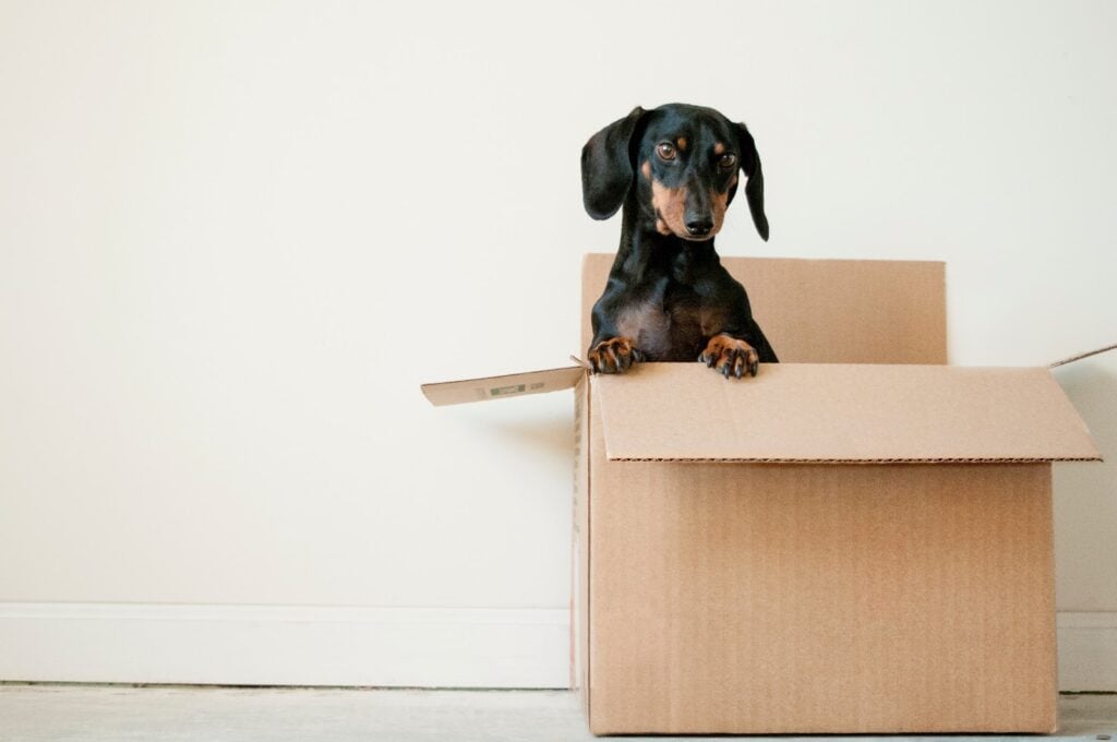 dog inside a shipping box