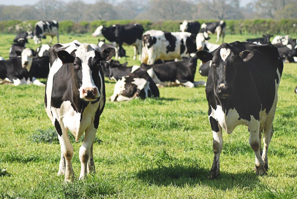 Cows in a field